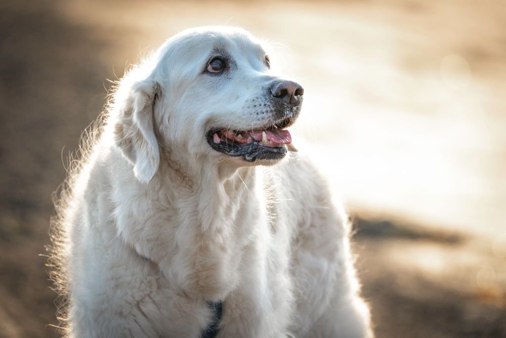 A golden retriever outdoors